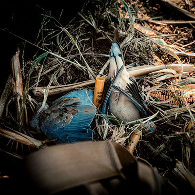 Best Dove Loads and Hunting Tips for Opening Day 
