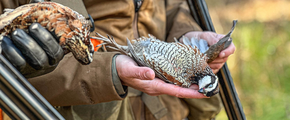 hunters holding quails in their hands