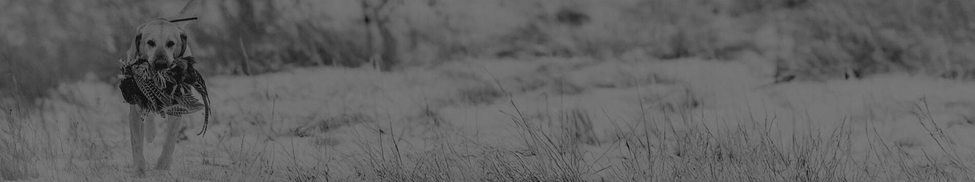 dog carrying pheasant
