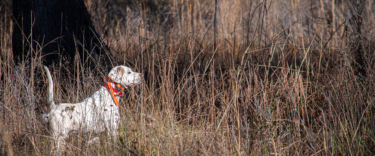 dog standing in tall grass