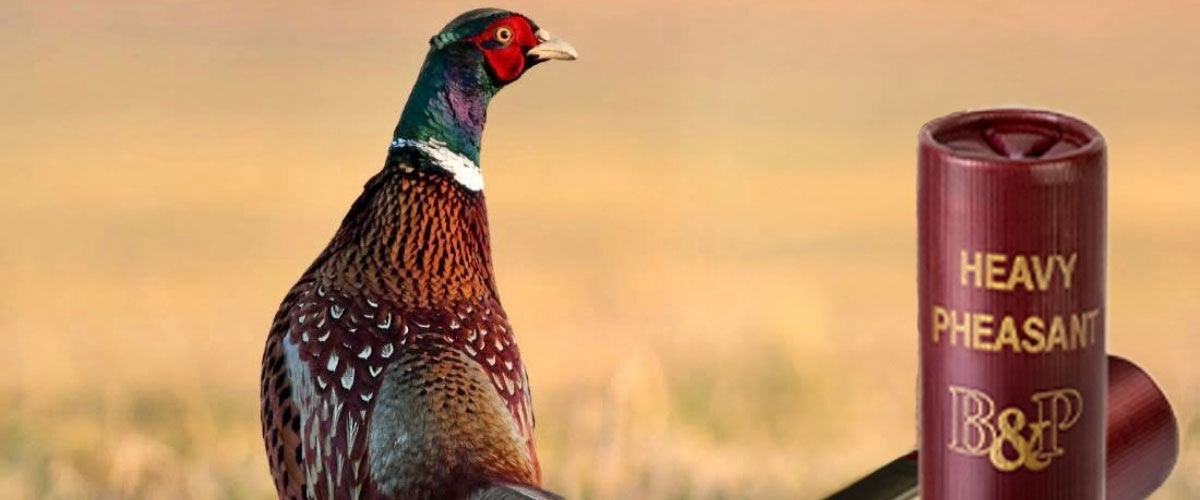 pheasant with heavy pheasant shotshell overlay