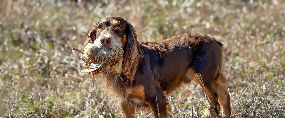 dog with quail in its mouth